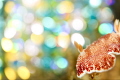   DISCO NUDIIve been experimenting new creative lighting techniques using really wide aperture get nice colourful bokeh backgrounds small subjects. subjects  